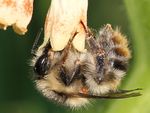 Bombus sylvarum sylvarum Worker